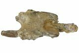 Fossil Mud Lobster (Thalassina) - Australia #109303-2